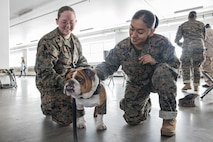 U.S. Marine Corps Lance Cpl. Bruno, the Marine Corps Recruit Depot San Diego, Western Recruiting Region mascot, greets Marines and recruits with Special Training Company for operation happy holiday at MCRD San Diego, California, Dec. 16, 2024. The Mascot’s job is to boost morale, participate in outreach work and attend events and ceremonies.  Marine Corps Community Services, MCRD San Diego, hosted operation happy holiday to spread holiday cheer to recruits and Marines who will be away from family for the holiday season. (U.S. Marine Corps photo by Cpl. Sarah M. Grawcock)