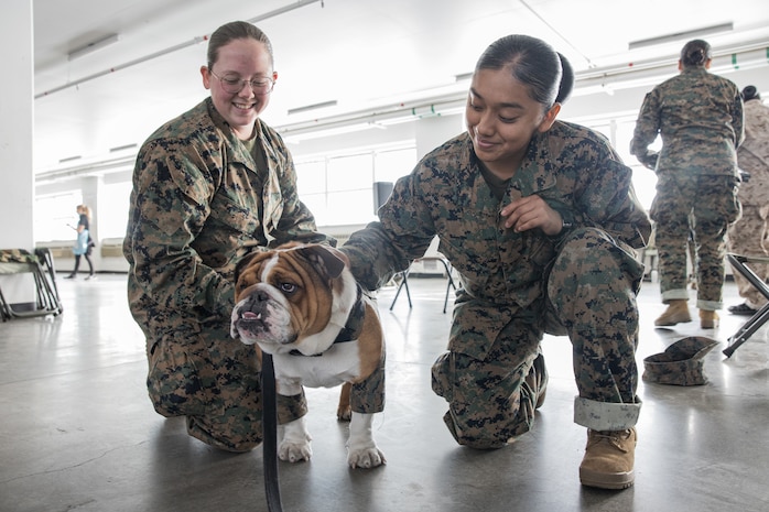 U.S. Marine Corps Lance Cpl. Bruno, the Marine Corps Recruit Depot San Diego, Western Recruiting Region mascot, greets Marines and recruits with Special Training Company for operation happy holiday at MCRD San Diego, California, Dec. 16, 2024. The Mascot’s job is to boost morale, participate in outreach work and attend events and ceremonies.  Marine Corps Community Services, MCRD San Diego, hosted operation happy holiday to spread holiday cheer to recruits and Marines who will be away from family for the holiday season. (U.S. Marine Corps photo by Cpl. Sarah M. Grawcock)