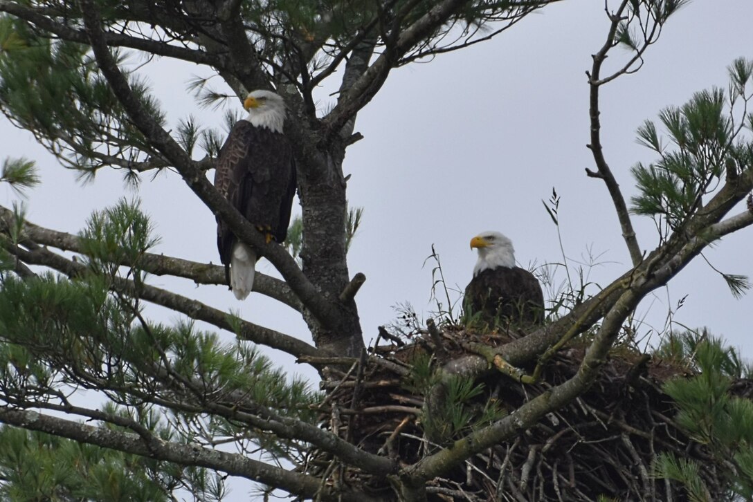 Bald Eagles build some of largest bird nests and often reuse nest sites from year to year like this mated pair at F.E. Walter Dam and Reservoir. Nests average about 5-6 ft wide and 2-4 feet tall, but the largest on record was 9.5 ft wide and 20 ft tall in St. Petersburg, Florida!

2024 Northern Area Photo Contest, Winter Category. Credit: Brenda Lindsey