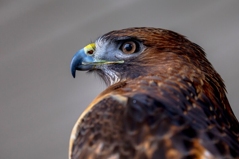 The Shenango River Lake hosted its fifth annual Eagle Fest at the lake in partnership with other natural conservation agencies, including Shenango River Watchers, the Pennsylvania Game Commission, and other volunteer groups.