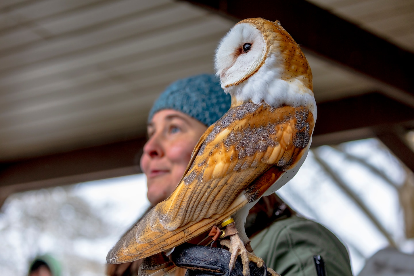 The Shenango River Lake hosted its fifth annual Eagle Fest at the lake in partnership with other natural conservation agencies, including Shenango River Watchers, the Pennsylvania Game Commission, and other volunteer groups.
