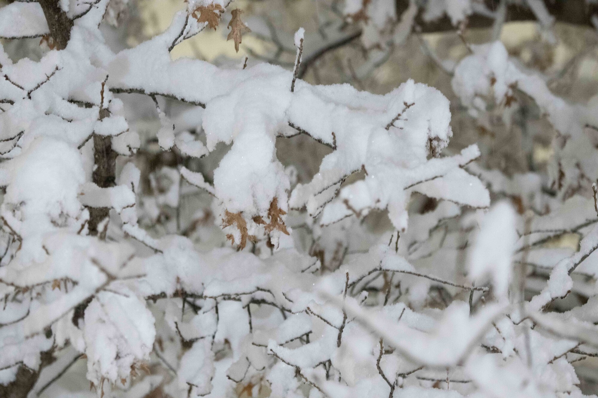 Snow covers a tree branch at McConnell Air Force Base, Kansas, Jan. 8, 2025. Over the course of five days, approximately nine inches of snowfall covered the surrounding area of Sedgwick County. (U.S. Air Force photo by Airman 1st Class Patrick O'Neill)