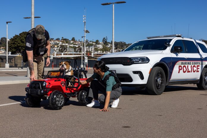 U.S. Marine Corps Lance Cpl. Bruno, the Marine Corps Recruit Depot San Diego and Western Recruiting Region mascot, interacts with members of the Criminal Investigation Division, Headquarters and Service Battalion, during a staged traffic stop, at Marine Corps Recruit Depot San Diego, California, Dec. 10, 2024. The mascot’s job is to boost morale, participate in outreach work, and attend events and ceremonies. (U.S. Marine Corps photo by Lance Cpl. Jacob B. Hutchinson)