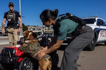 U.S. Marine Corps Lance Cpl. Bruno, the Marine Corps Recruit Depot San Diego and Western Recruiting Region mascot, interacts with members of the Criminal Investigation Division, Headquarters and Service Battalion, during a staged traffic stop, at Marine Corps Recruit Depot San Diego, California, Dec. 10, 2024. The U.S Marine Corps Criminal Investigation Division is a Department of the Navy law enforcement organization assigned within the Provost Marshal's Office and works directly for the Provost Marshal. The mascot’s job is to boost morale, participate in outreach work, and attend events and ceremonies. (U.S. Marine Corps photo by Lance Cpl. Jacob B. Hutchinson)