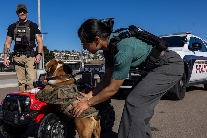 U.S. Marine Corps Lance Cpl. Bruno, the Marine Corps Recruit Depot San Diego and Western Recruiting Region mascot, interacts with members of the Criminal Investigation Division, Headquarters and Service Battalion, during a staged traffic stop, at Marine Corps Recruit Depot San Diego, California, Dec. 10, 2024. The U.S Marine Corps Criminal Investigation Division is a Department of the Navy law enforcement organization assigned within the Provost Marshal's Office and works directly for the Provost Marshal. The mascot’s job is to boost morale, participate in outreach work, and attend events and ceremonies. (U.S. Marine Corps photo by Lance Cpl. Jacob B. Hutchinson)
