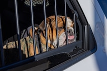 U.S. Marine Corps Lance Cpl. Bruno, the Marine Corps Recruit Depot San Diego and Western Recruiting Region mascot, is detained during a staged traffic stop at Marine Corps Recruit Depot San Diego, California, Dec. 10, 2024.  The U.S Marine Corps Criminal Investigation Division is a Department of the Navy law enforcement organization assigned within the Provost Marshal's Office and works directly for the Provost Marshal. (U.S. Marine Corps photo by Lance Cpl. Jacob B. Hutchinson)