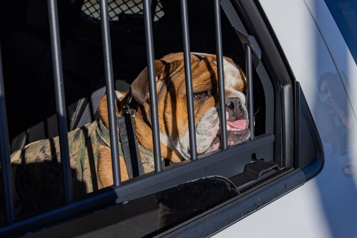 U.S. Marine Corps Lance Cpl. Bruno, the Marine Corps Recruit Depot San Diego and Western Recruiting Region mascot, is detained during a staged traffic stop at Marine Corps Recruit Depot San Diego, California, Dec. 10, 2024.  The U.S Marine Corps Criminal Investigation Division is a Department of the Navy law enforcement organization assigned within the Provost Marshal's Office and works directly for the Provost Marshal. (U.S. Marine Corps photo by Lance Cpl. Jacob B. Hutchinson)