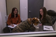 U.S. Marine Corps Lance Cpl. Bruno, the Marine Corps Recruit Depot San Diego and Western Recruiting Region mascot, gets interrogated by members of Criminal Investigation Division, Headquarters and Service Battalion during a staged interrogation, at Marine Corps Recruit Depot San Diego, California, Dec. 10, 2024.The U.S Marine Corps Criminal Investigation Division is a Department of the Navy law enforcement organization assigned within the Provost Marshal's Office and works directly for the Provost Marshal. (U.S. Marine Corps photo by Lance Cpl. Jacob B. Hutchinson)
