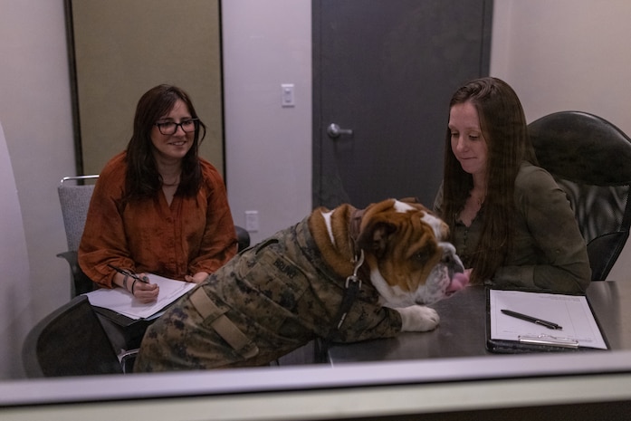 U.S. Marine Corps Lance Cpl. Bruno, the Marine Corps Recruit Depot San Diego and Western Recruiting Region mascot, gets interrogated by members of Criminal Investigation Division, Headquarters and Service Battalion during a staged interrogation, at Marine Corps Recruit Depot San Diego, California, Dec. 10, 2024.The U.S Marine Corps Criminal Investigation Division is a Department of the Navy law enforcement organization assigned within the Provost Marshal's Office and works directly for the Provost Marshal. (U.S. Marine Corps photo by Lance Cpl. Jacob B. Hutchinson)
