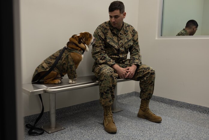 U.S. Marine Corps Lance Cpl. Bruno, the Marine Corps Recruit Depot San Diego and Western Recruiting Region mascot,learns about the Criminal Investigation Division from Master Sgt. Richard Kuzmanoff a member of the Criminal Investigation Division, Headquarters and Service Battalion, at Marine Corps Recruit Depot San Diego, California, Dec. 10, 2024. The mascot’s job is to boost morale, participate in outreach work, and attend events and ceremonies. (U.S. Marine Corps photo by Lance Cpl. Jacob B. Hutchinson)