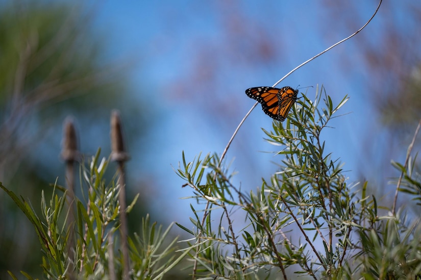 Conservation Strategy Helps Sustain Readiness While Preserving Threatened Species