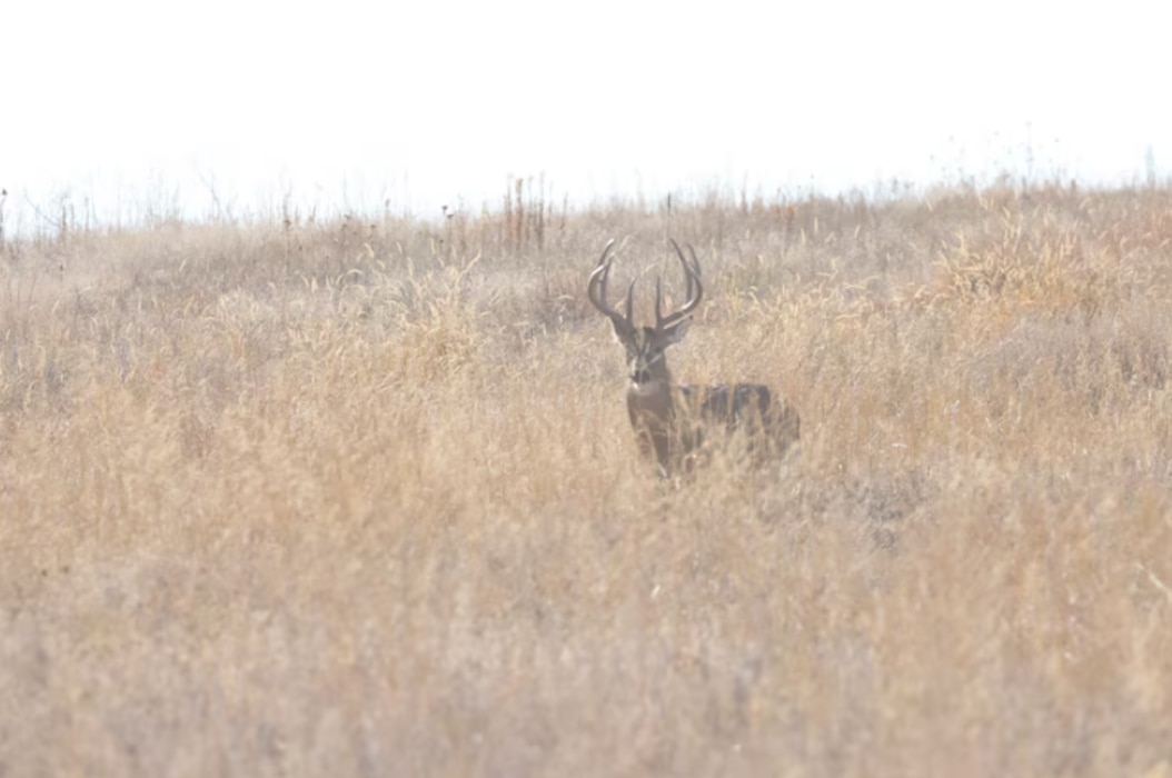 White Tail Deer