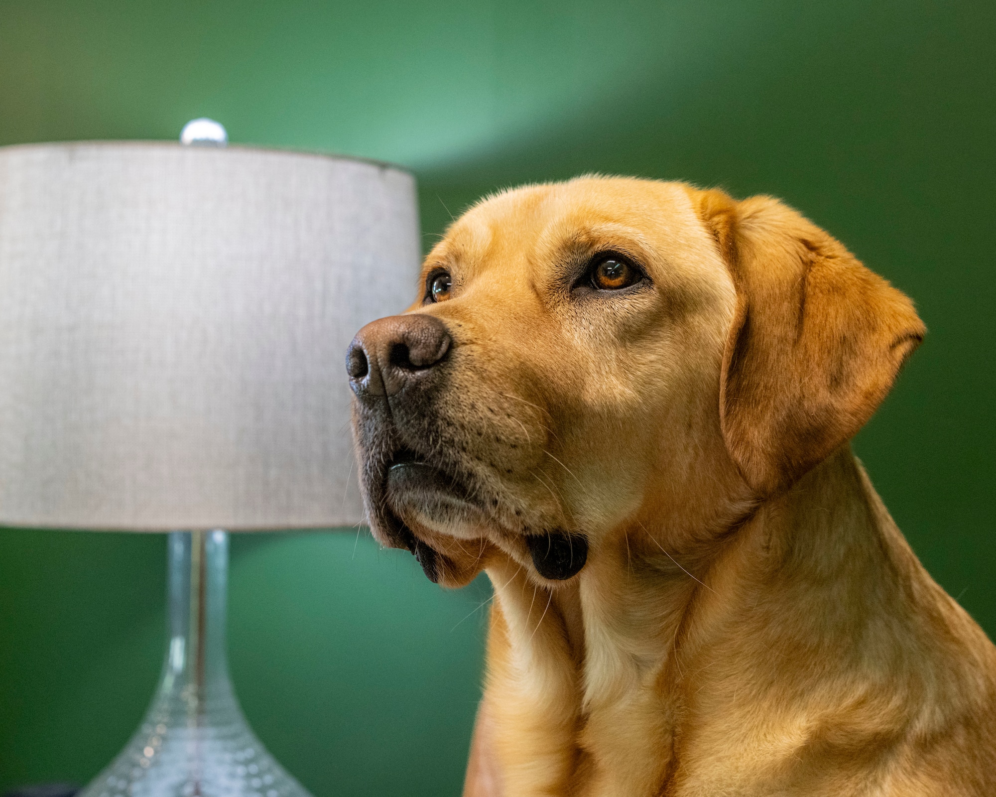 A photo of a golden lab