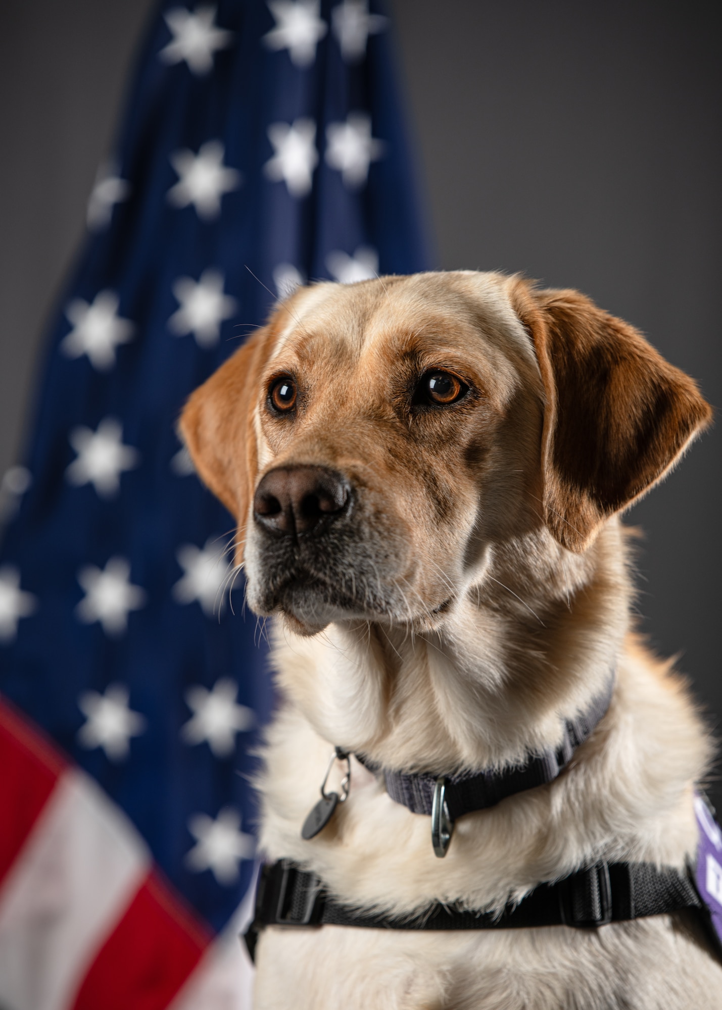 Nichole Gruber, integrated primary prevention workforce integrator, 114th Fighter Wing, leads the Wing’s facility therapy dog initiative to promote mental wellness, support emotional regulation, and strengthen connection among Airmen. (U.S. Air National Guard photo by Staff Sgt. Taylor Solberg)