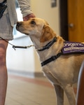 Captain, facility therapy dog, 114th Fighter Wing, greets Airmen as they work June 24, 2025 at Joe Foss Field, South Dakota.