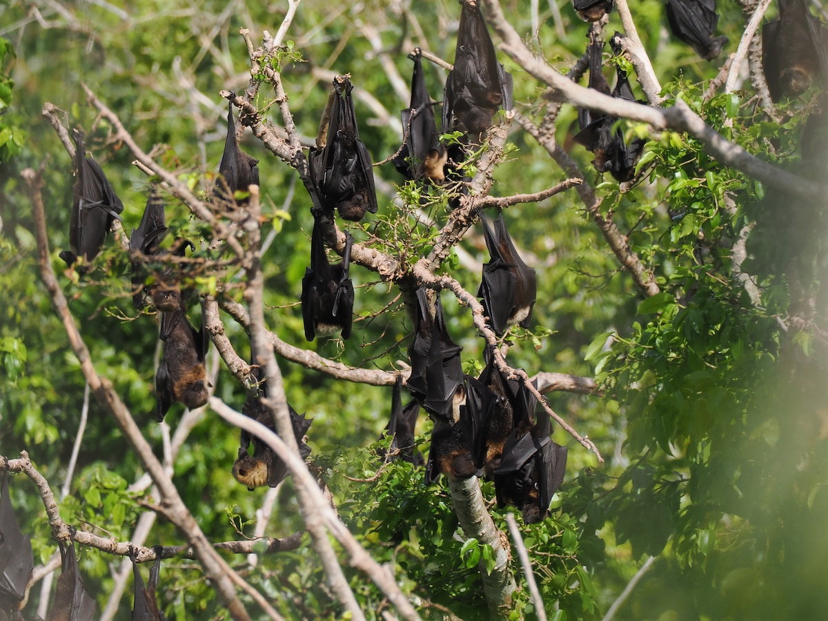 Marianas Fruit Bats.