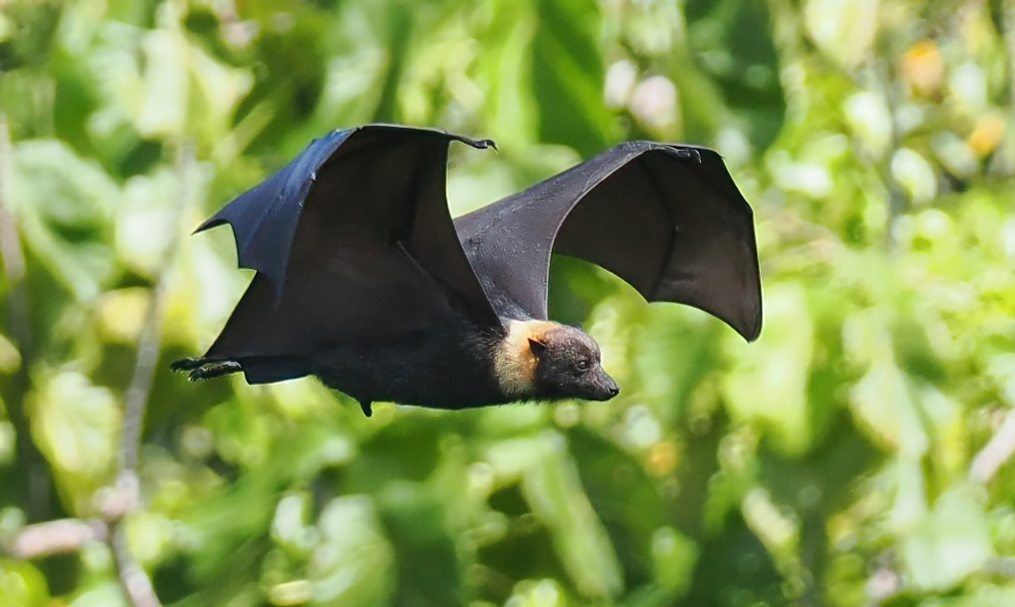 The Marianas Fruit Bat.