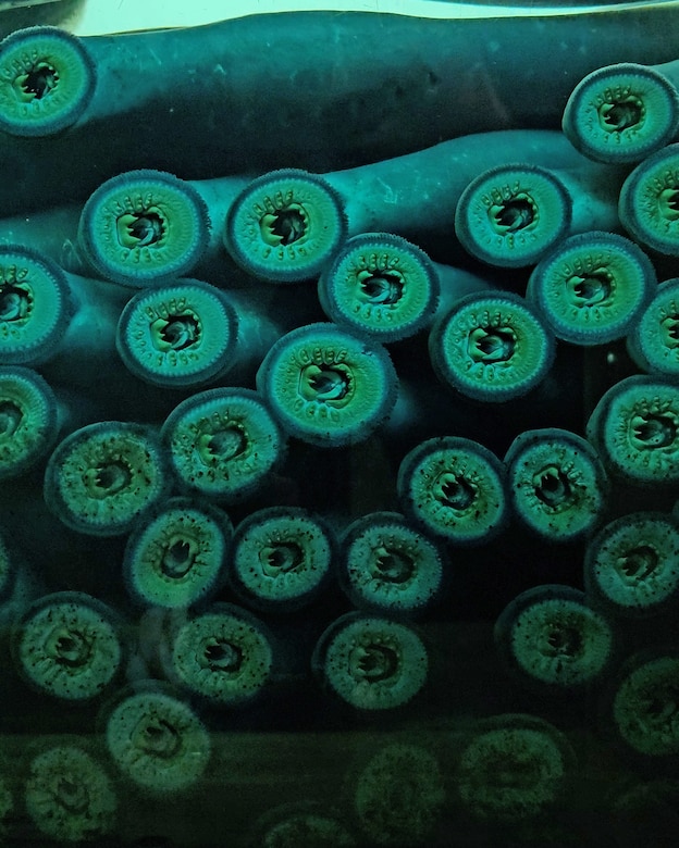 An image of several Pacific lamprey suckers against the glass of the fish-viewing window.