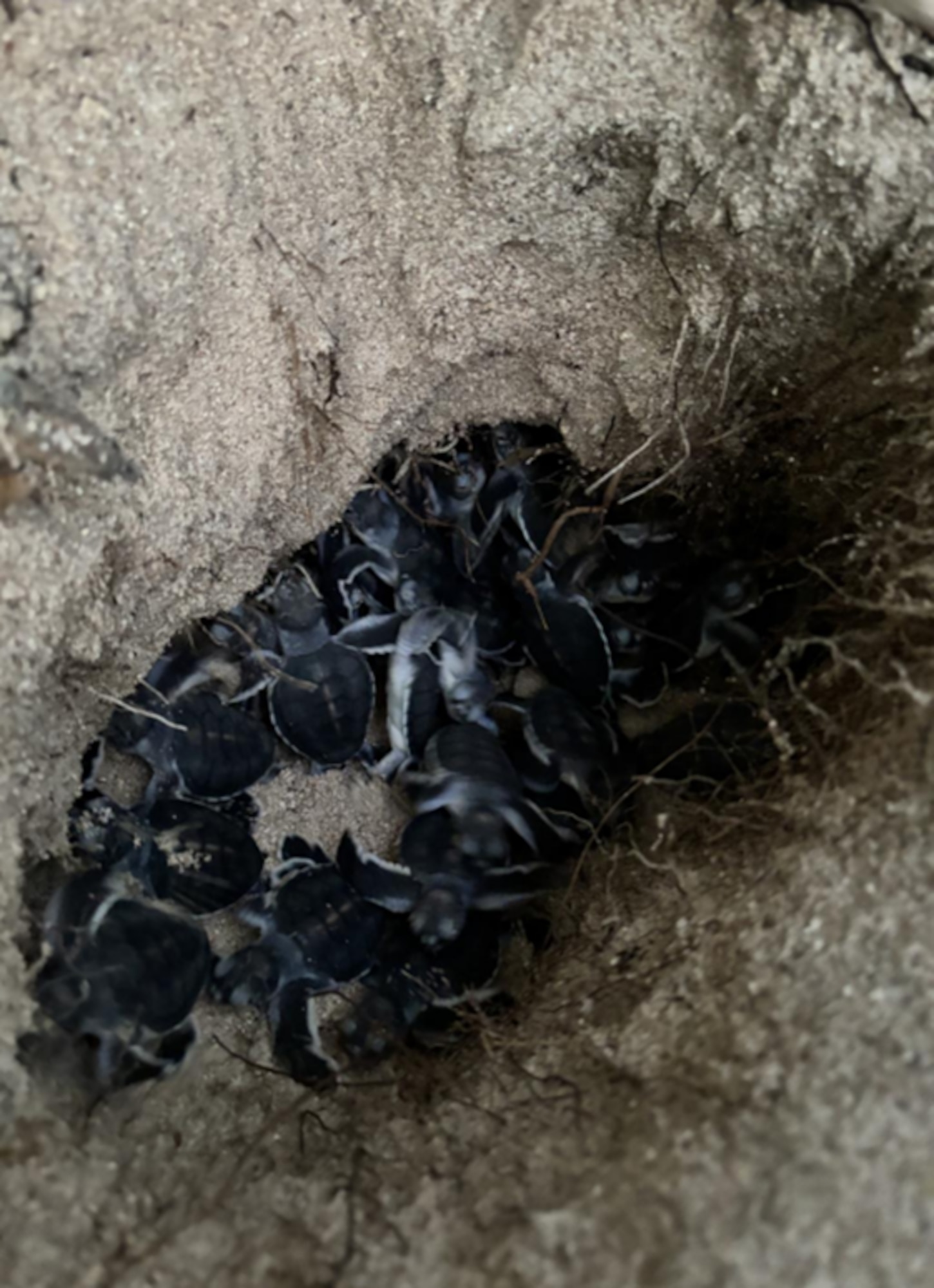 Hatchlings found inside nest upon excavation activities. Field technicians counted and observed them entering the ocean afterwards. Courtesy photo.