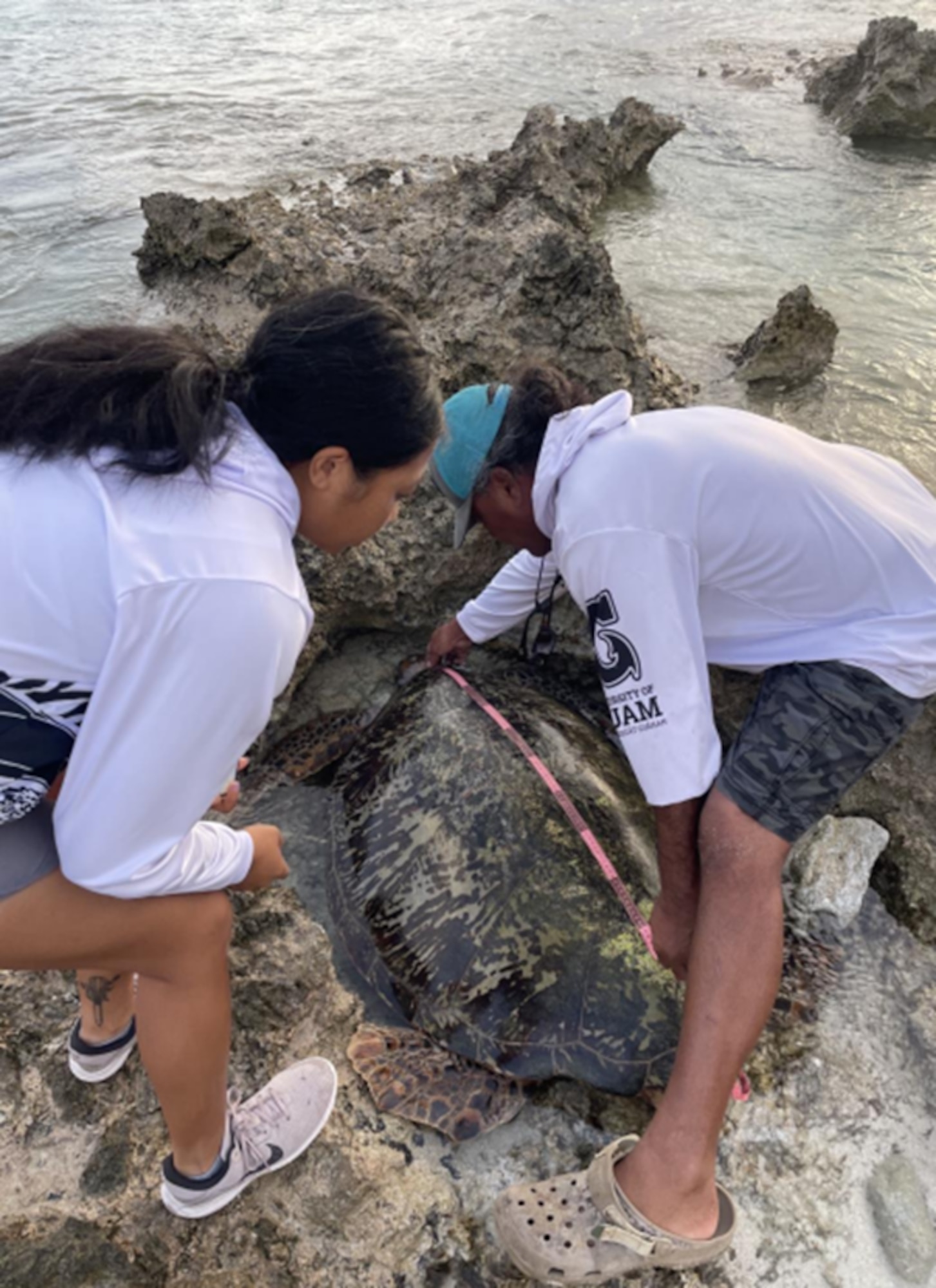 Field technicians taking straight carapace measurement lengths of nester. Courtesy photo.