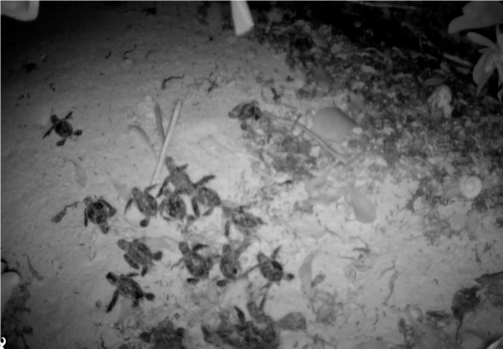 Baby sea turtles leaving nest. Courtesy photo.