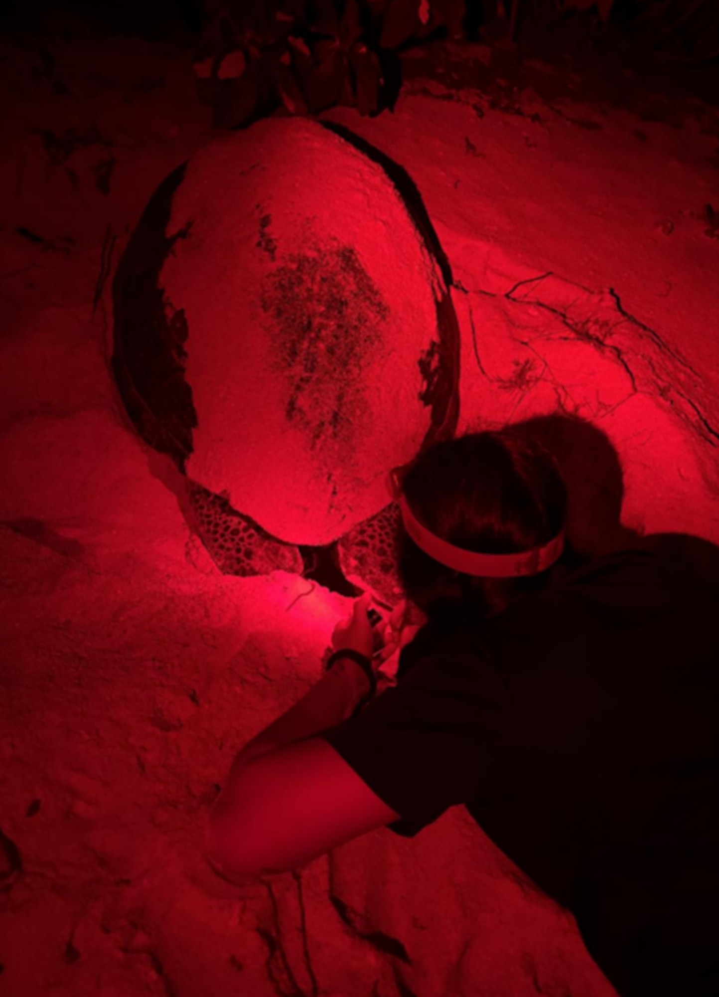 UOG SeaGrant member monitors mother sea turtle laying eggs. Courtesy photo.