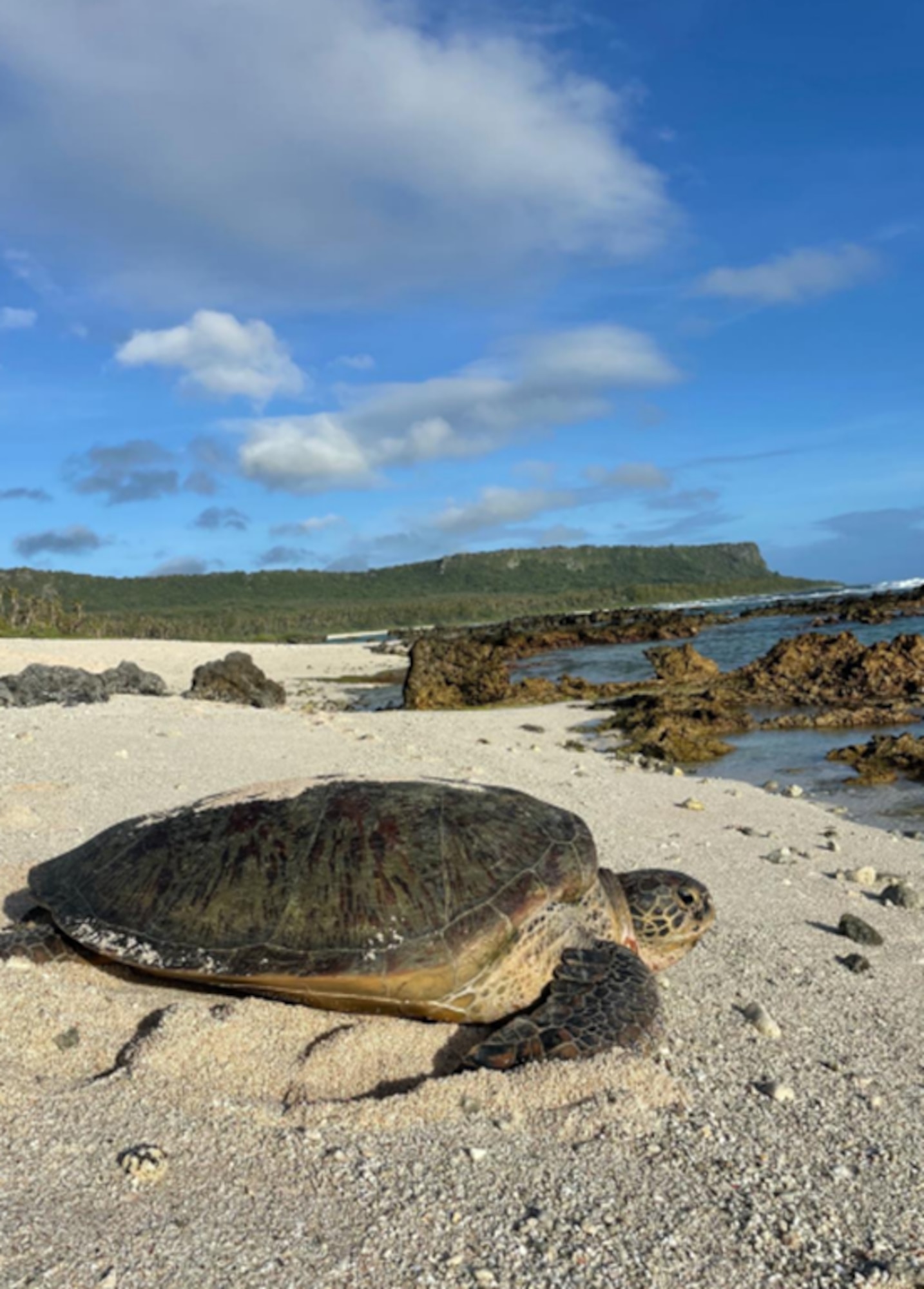 Sea turtle on Tarague beach. Courtesy photo.