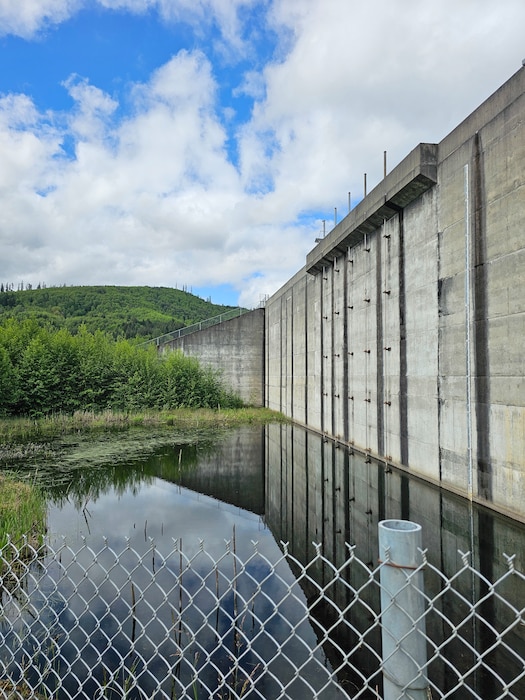 Trees grow along water that is filled with aquatic plants next to a concrete wall.