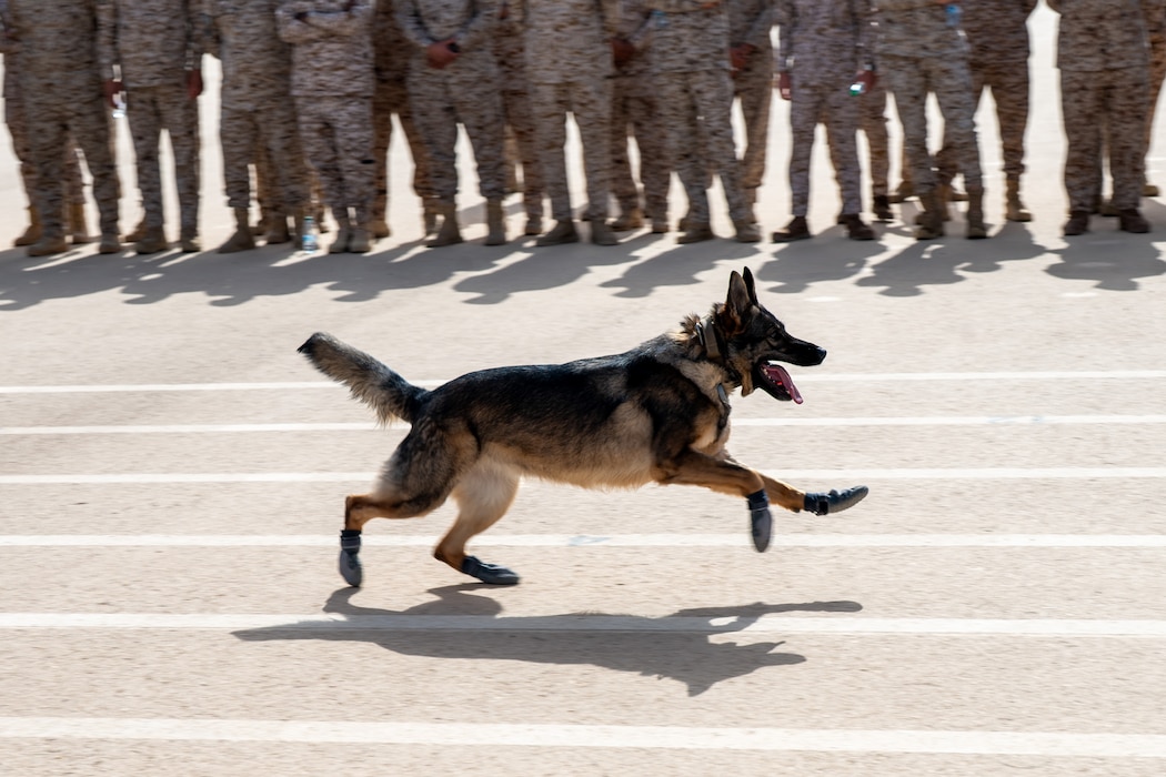 A military working dog runs across a track