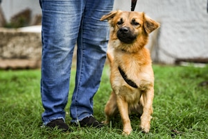 Image of dog