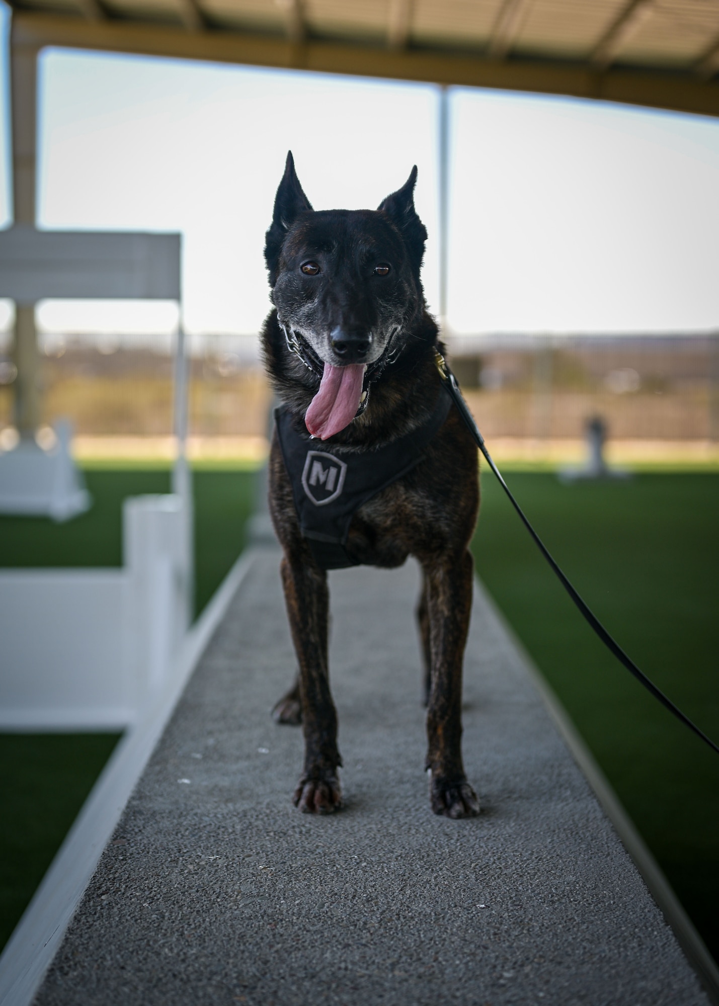 Military working dog Ringo, assigned to the 30th Security Forces Squadron, stands on top of a makeshift tunnel following a demonstration at Vandenberg Space Force Base, Calif., July 11, 2025. MWDs and their handlers work with each other every day to build rapport and always maintain lethality and readiness.