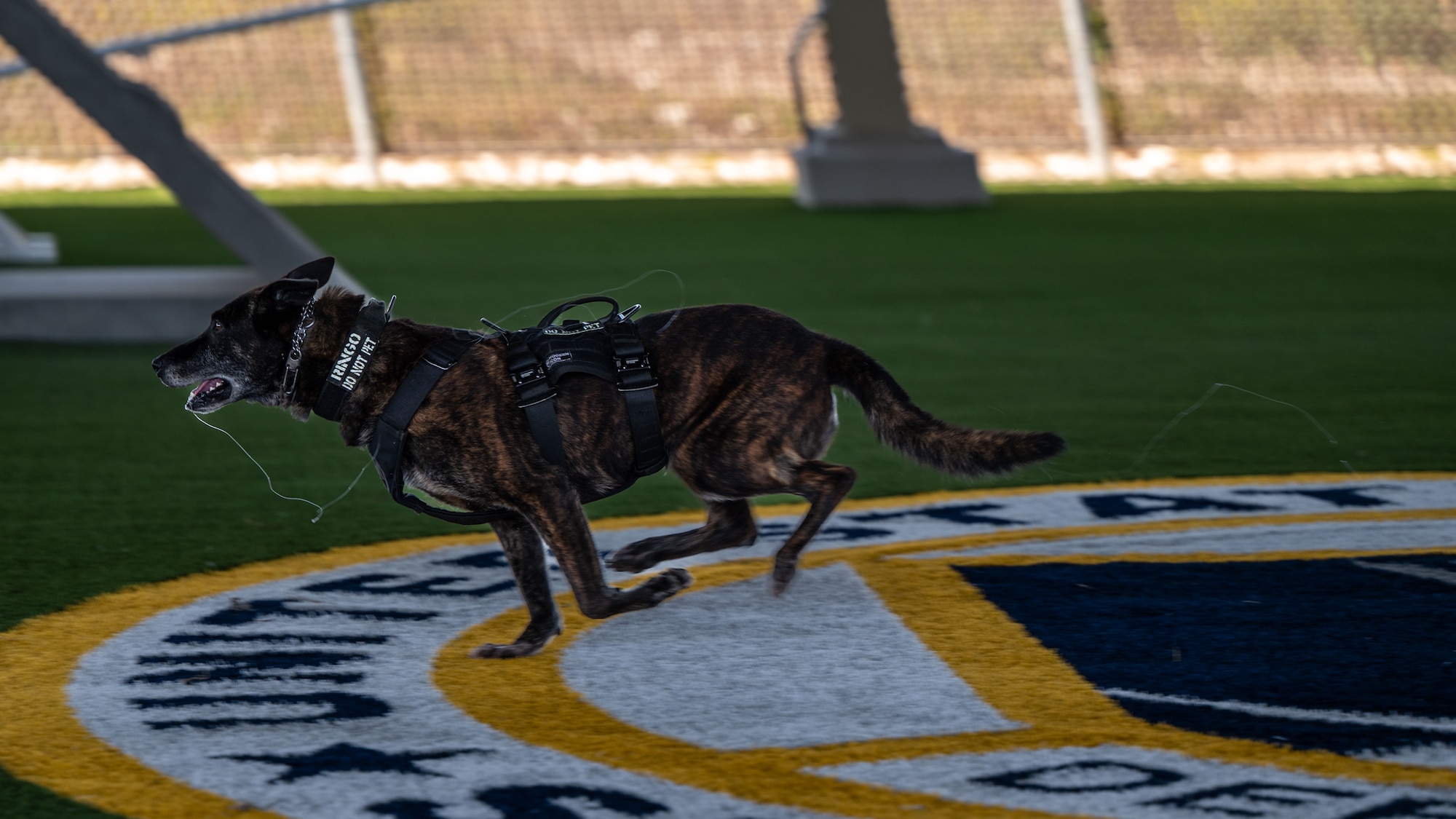 Military working dog Ringo, assigned to the 30th Security Forces Squadron, approaches a simulated assailant during a demonstration at Vandenberg Space Force Base, Calif., July 11, 2025. After completing training at Lackland Air Force Base, Texas, military working dogs are assigned to their respective bases, where they will then go through primary evaluations to begin working with handlers.