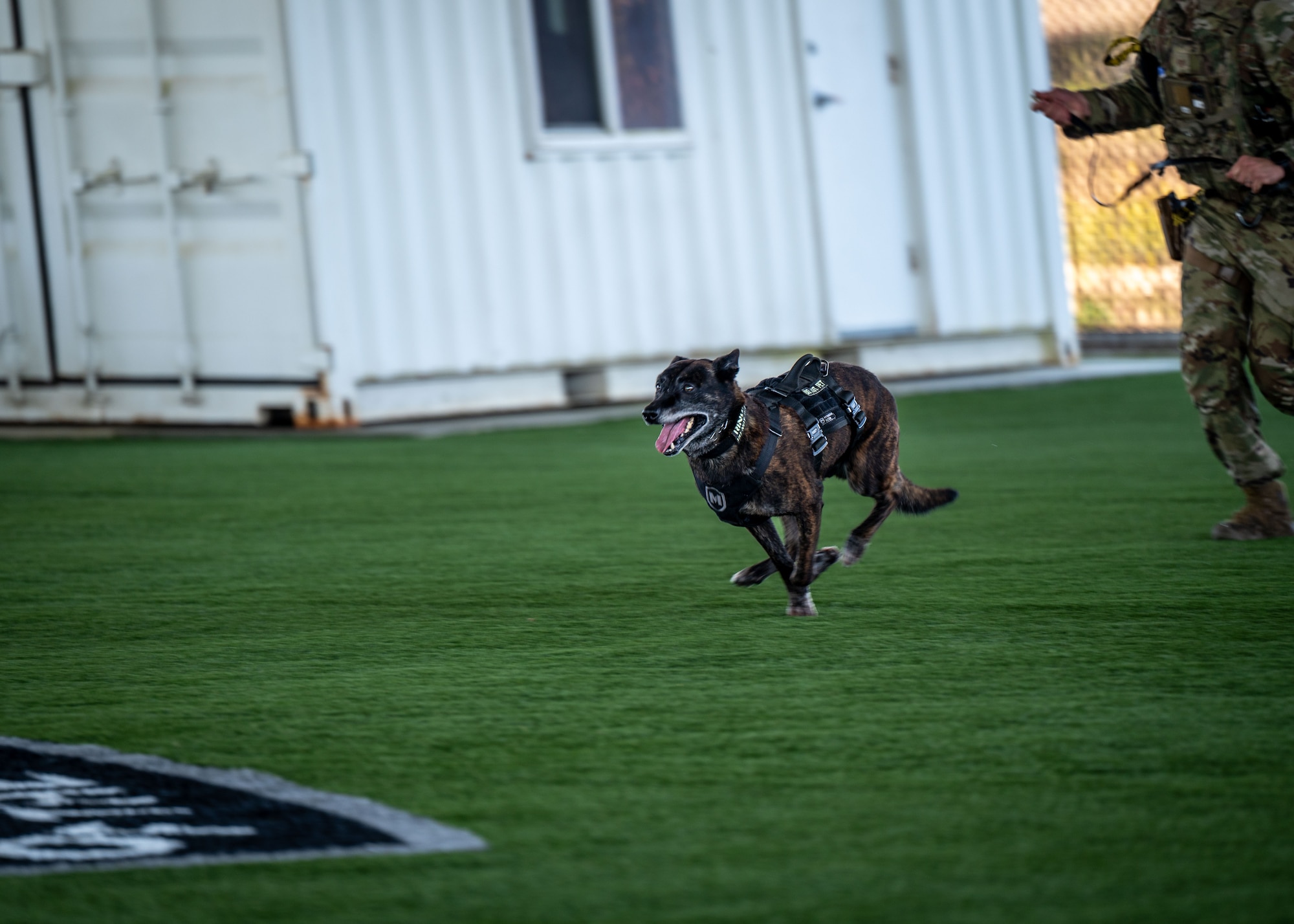 Military working dog Ringo, assigned to the 30th Security Forces Squadron, approaches a simulated assailant during a demonstration at Vandenberg Space Force Base, Calif., July 11, 2025. MWDs and their handlers work with each other every day to build rapport and always maintain lethality and readiness.