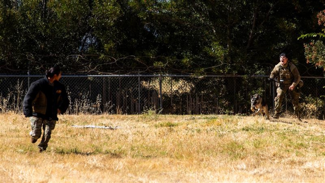 MWD Chases intruder