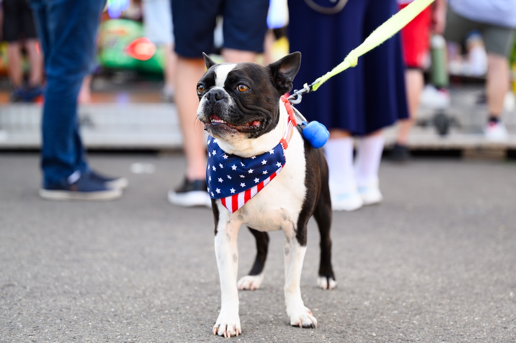 A dog stands wearing an American flag bandana.