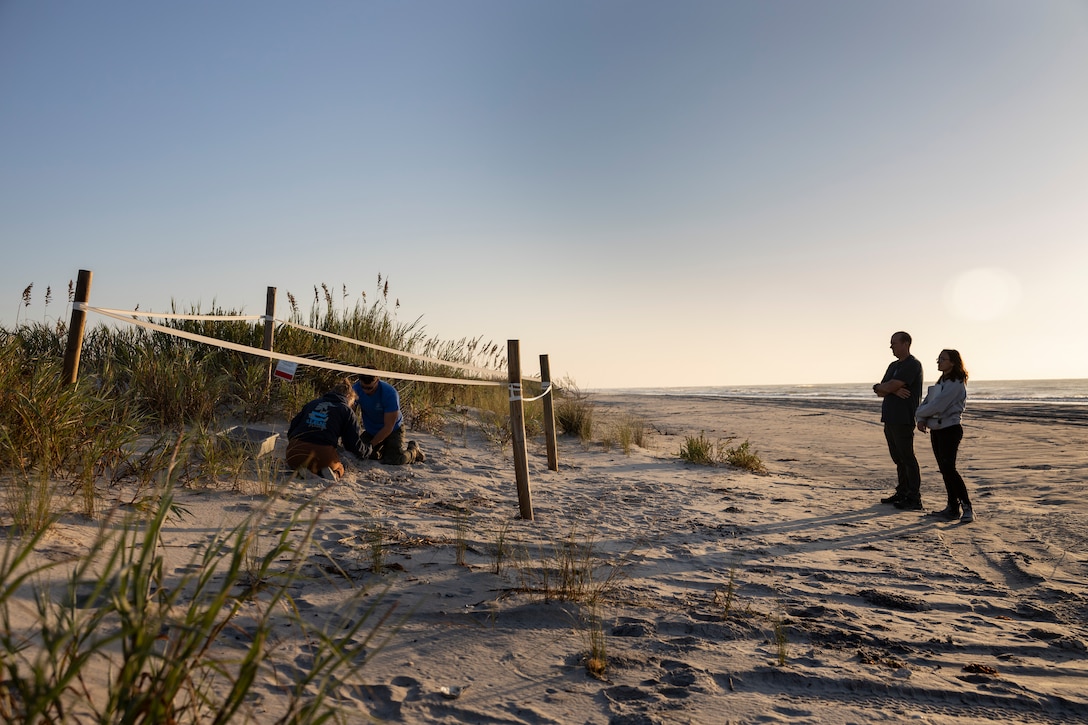 Sea Turtles Nest on Onslow Beach