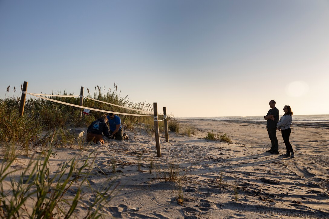 Sea Turtles Nest on Onslow Beach