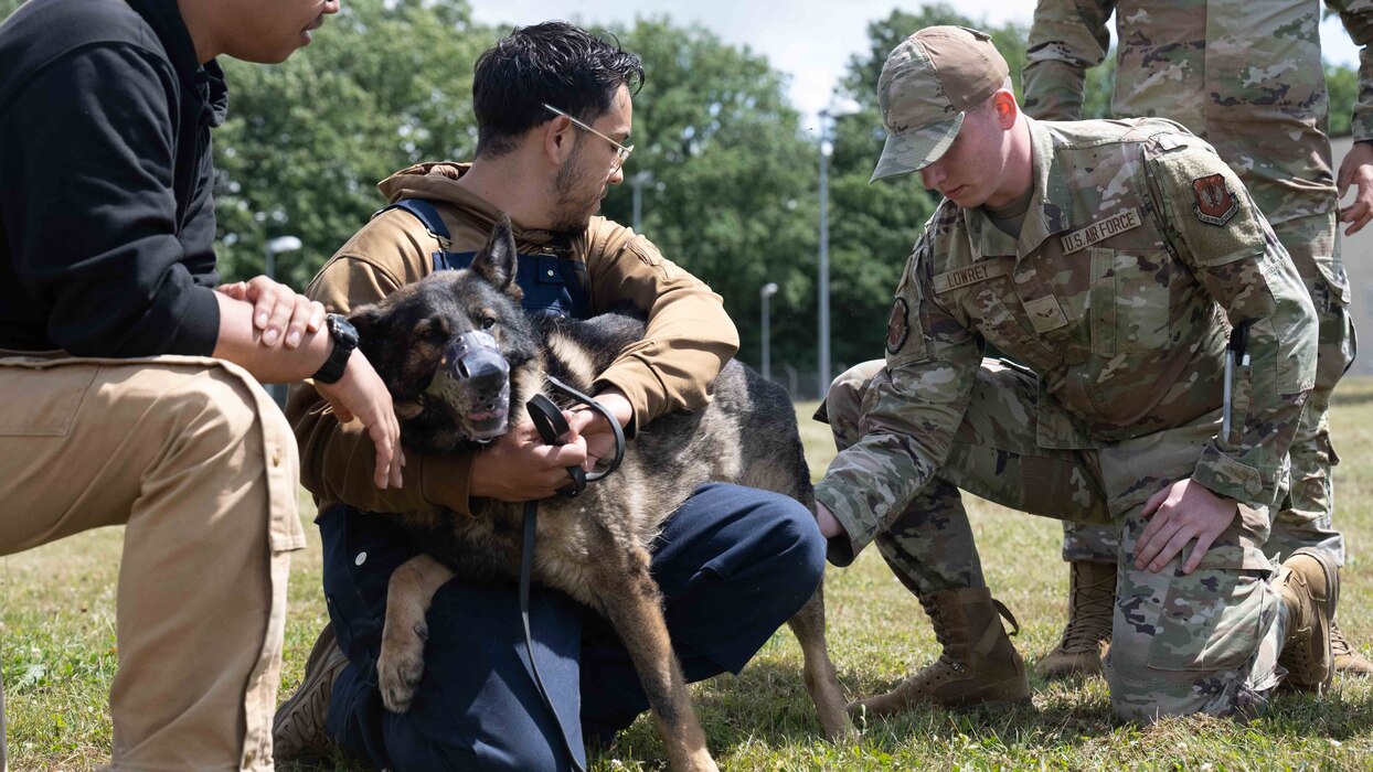 A U.S. Air Force Airman assigned to the 52nd Medical Group practices inserting an IV into a mannequin dog leg during canine Tactical Combat Casualty Care simulation training at Spangdahlem Air Base, Germany, July 16, 2025. The training equips Airmen with essential skills to provide medical care to injured military working dogs in combat and contingency environments. (U.S. Air Force photo by Senior Airman Darius Frazier)