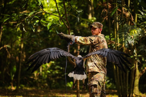 A U.S. Army soldier demonstrates the proper technique for safely handling an eagle, educating U.S. and Australian Army partners on the importance of wildlife awareness and respectful interaction during jungle survival training July 20, 2025.
