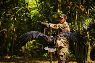 PERAK, Malaysia (July 20, 2025) — A U.S. Army soldier demonstrates the proper technique for safely handling an eagle, educating U.S. and Australian Army partners on the importance of wildlife awareness and respectful interaction during jungle...