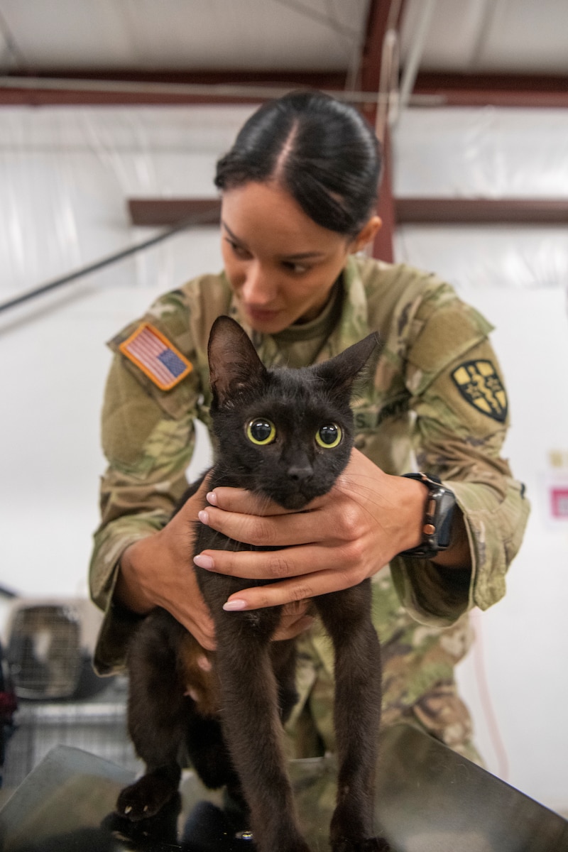 U.S. Army Sgt. Yeneidee Charriez Hernandez, an animal care specialist, assigned to the 7350th Veterinary Detachment, Ala., weighs a cat during veterinary care during Operation Healthy Tennessee, Rhea County Fair Grounds, Rhea County, Tenn., July 21, 2025. Operation Healthy Tennessee provides no-cost medical, dental, vision and veterinary services to the residents of Bledsoe and Rhea County, as well as the surrounding areas while satisfying training requirements for active-duty, reserve and Air National Guard service members and units. (U.S. Air National Guard photo by SSgt. Sarah Stalder Lundgren)
