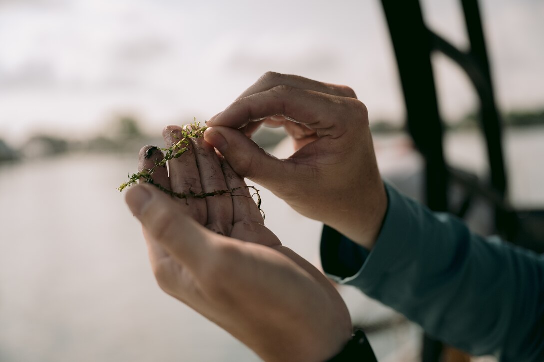 Mike Vorhees, a biologist with the U.S. Army Corps of Engineers, Buffalo District, checks for signs of the invasive hydrilla plant and specific points near where herbicide has been applied to kill it off, North Tonawanda, New York, Aug. 13, 2024.
