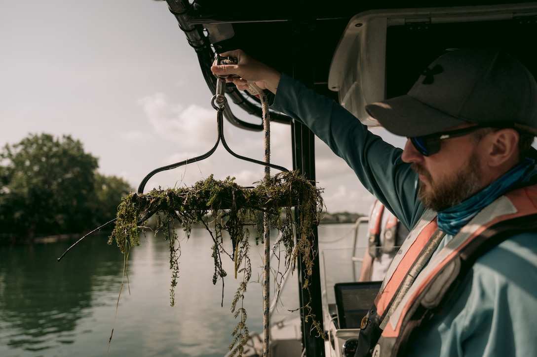 Mike Vorhees, a biologist with the U.S. Army Corps of Engineers, Buffalo District, checks for signs of the invasive hydrilla plant and specific points near where herbicide has been applied to kill it off, North Tonawanda, New York, Aug. 13, 2024.