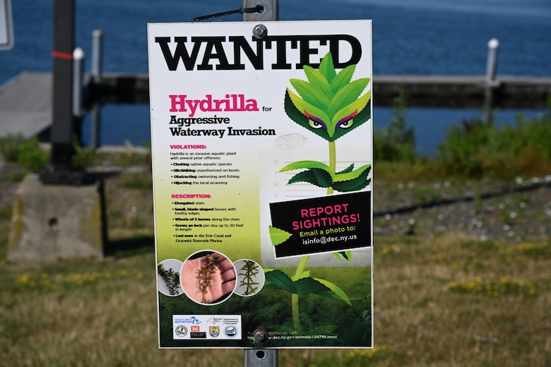 A sign encourages people to report hydrilla sightings to the New York State Department of Environmental Conservation in North Tonawanda, N.Y., July 22, 2025.