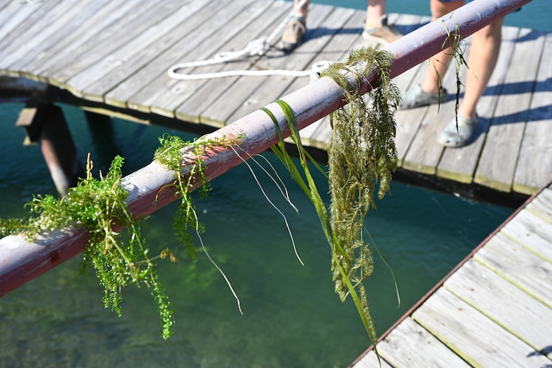 (From left) Elodea Sp., Eelgrass, Coontail, and Horned Pondweed – native species to the Niagara River – are displayed to show the different characteristics between them and hydrilla in North Tonawanda, N.Y., July 22, 2025. Hydrilla is an invasive aquatic plant that can outcompete native aquatic plant life, as well as cause safety hazards to navigation of waterways. (U.S. Army photo by Kaylee Wendt)