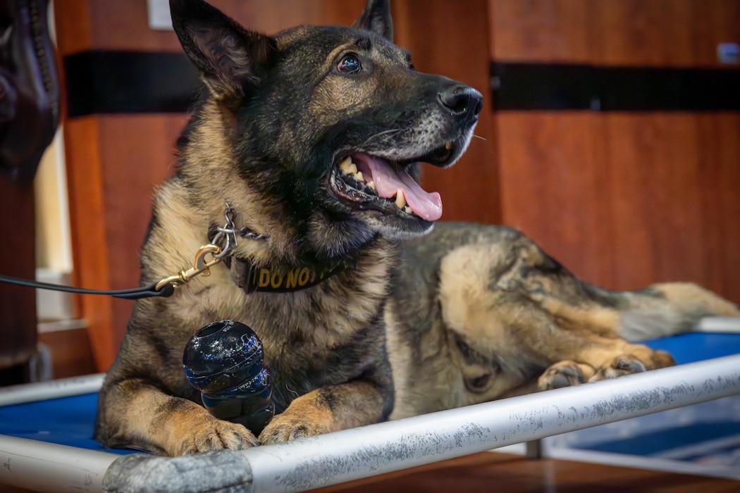 A military working dog lays on a raised dog bed with a chew toy.