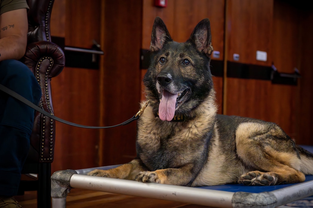 A military working dog sits on a raised dog bed.