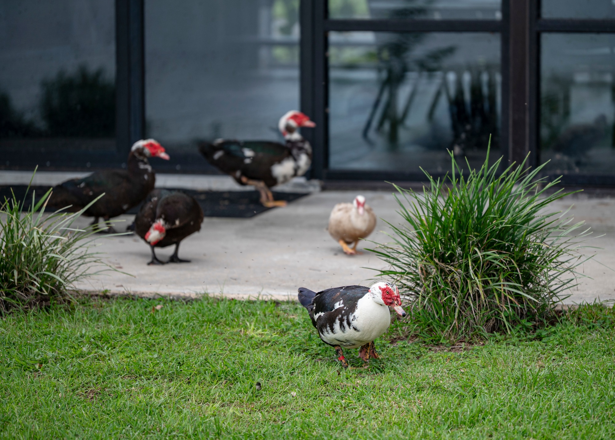 Ducks roam freely at Grassy Pond Recreation Area in Lake Park, Georgia, July 18, 2025. The site is undergoing phased repairs and upgrades following Hurricane Helene damage, with wildlife still active throughout the area. (U.S. Air Force photo by Senior Airman Leonid Soubbotine)