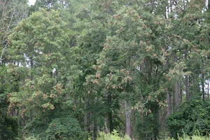 Signs of flagging are present in these mature oak trees at Arnold Air Force Base, Tenn. Flagging refers to brown, dead tips of tree branches visible in late spring and early summer caused by the process of cicadas creating grooves on the underside of hardwood tree branches in which to lay eggs. This causes the branches to die, but it does not kill the tree as new tree growth will start at each flag. (U.S. Air Force photo by Jeffrey Page)