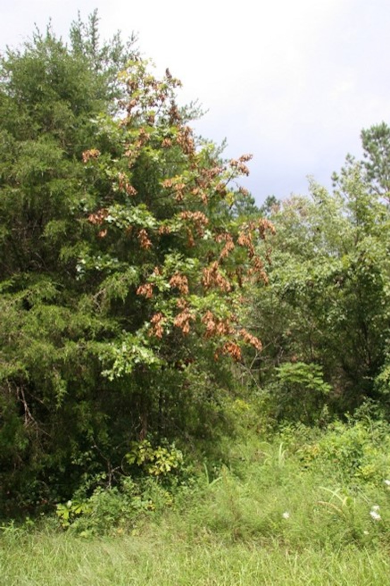 Signs of flagging are present in this juvenile oak tree at Arnold Air Force Base, Tenn. Flagging refers to brown, dead tips of tree branches visible in late spring and early summer caused by the process of cicadas creating grooves on the underside of hardwood tree branches in which to lay eggs. This causes the branches to die, but it does not kill the tree as new tree growth will start at each flag. (U.S. Air Force photo by Jeffrey Page)